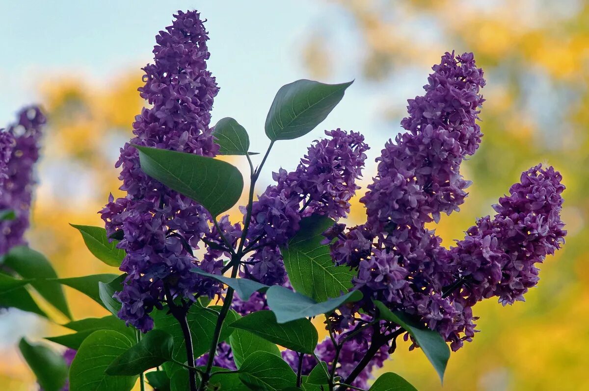 сирень имя. сирень реомюр. сирень обыкновенная константин заслонов. сирень имя мужское. сирень обыкновенная (сорт 'леонид леонов').