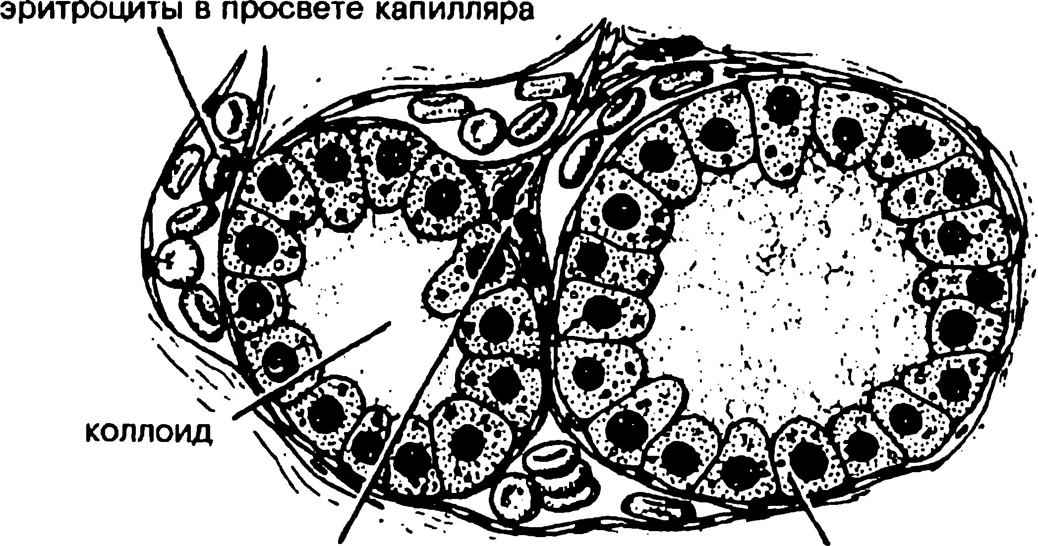 Секреторные б клетки. Схема секреторного цикла тироцитов. Ультраструктура секреторной клетки. Секреторная клетка тироцит. Клетки трубчатых желез.