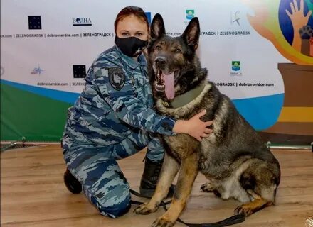 Собака премии