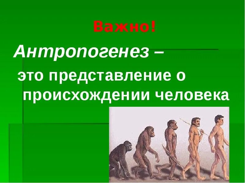 Эволюционное происхождение человека презентация. Происхождение человека. Происхождение человека Антропогенез. Этапы развития человека. Эволюция антропогенеза.