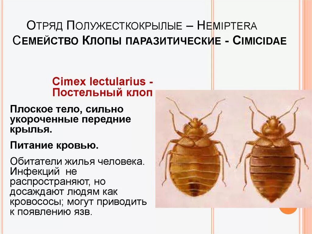 Какой вред наносят клопы. Постельный клоп (Cimex lectularius). Постельный клоп Cimex lectularius (личинки, нимфы). Клопы или полужесткокрылые представители отряда. Клопы полужесткокрылые представители.