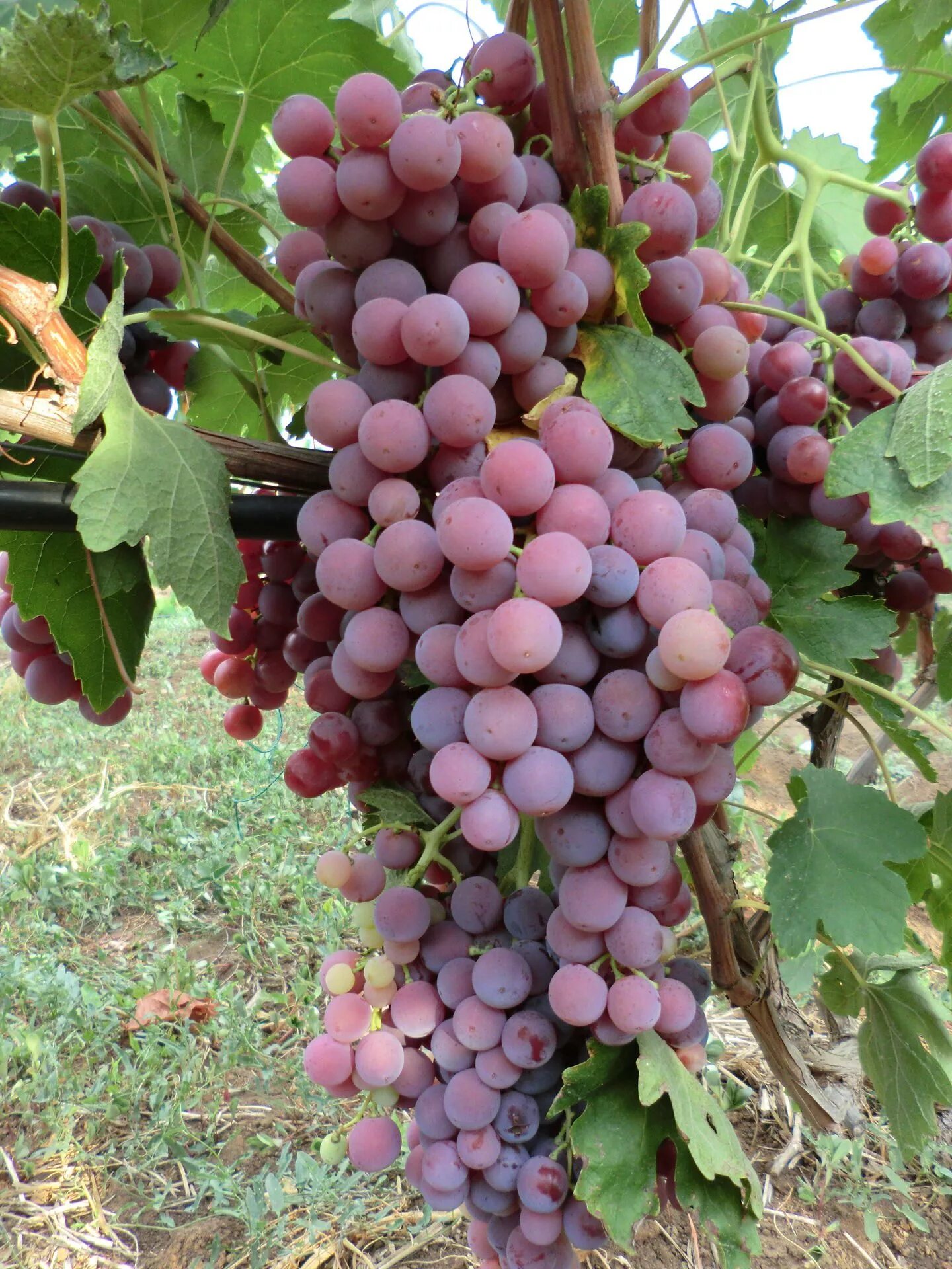 Питомники крым. Саженцы в крыму. Саженцы в крыму. Плантация киви. Питомник декоративными растениями в крыму.