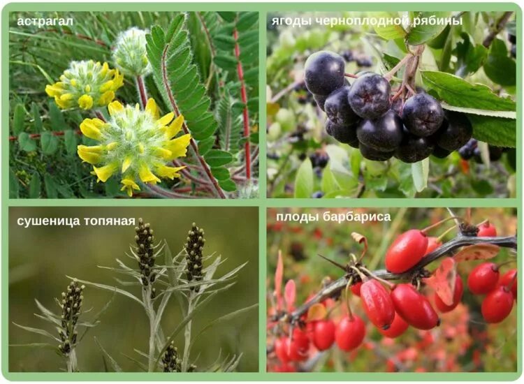 сбор для сосудов головного. сбор от аритмии. сердечные сборы трав в аптеке. травы от тахикардии. неотложная терапия.