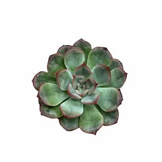 Echeveria absinthe