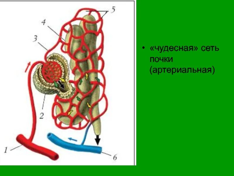 Чудесная сеть анатомия. Схема чудесной артериальной сети почки. Чудесная сеть почки образована. Чудесная сеть анатомия. Чудесная сеть капилляров.