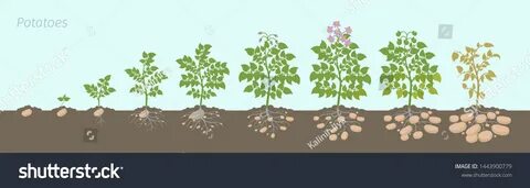 Сколько растет картофель от посадки