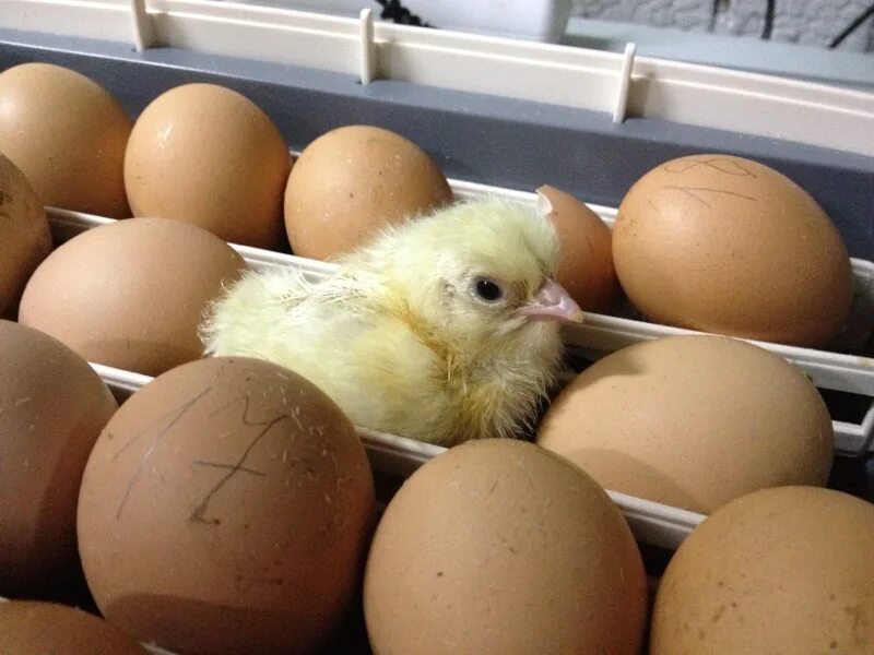 Инкубационные яйца птицы купить. Цыплята в инкубаторе. Цыплята из инкубатора. Яйцо цыпленок. Инкубационное яйцо.