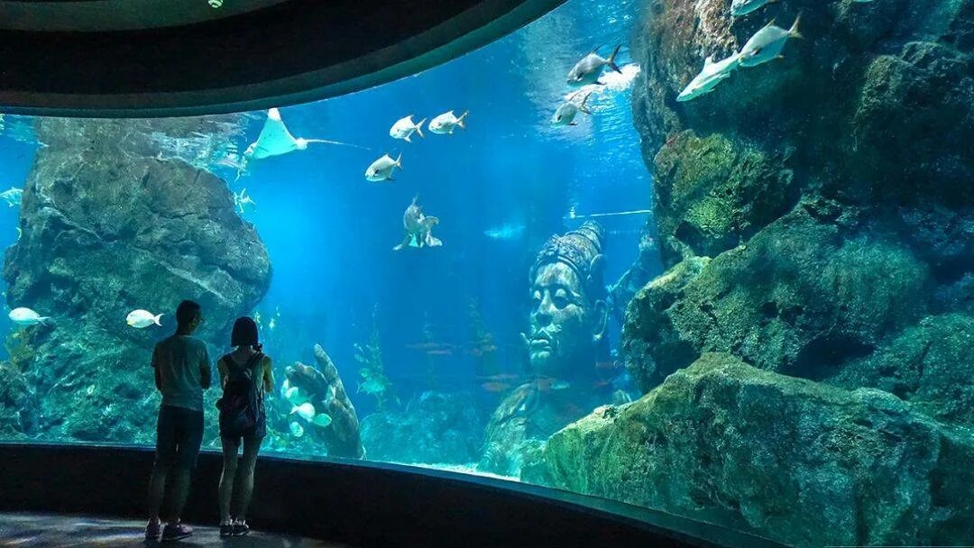 Океанариум siam ocean world. Океанариум в тайланде пхукет. Аквариум siam ocean world. Океанариум тайланд. Океанариум тайланд.