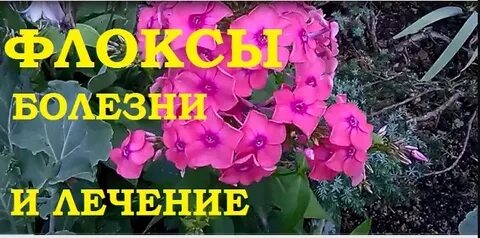 Флоксы болезней и вредителей чем обработать весной