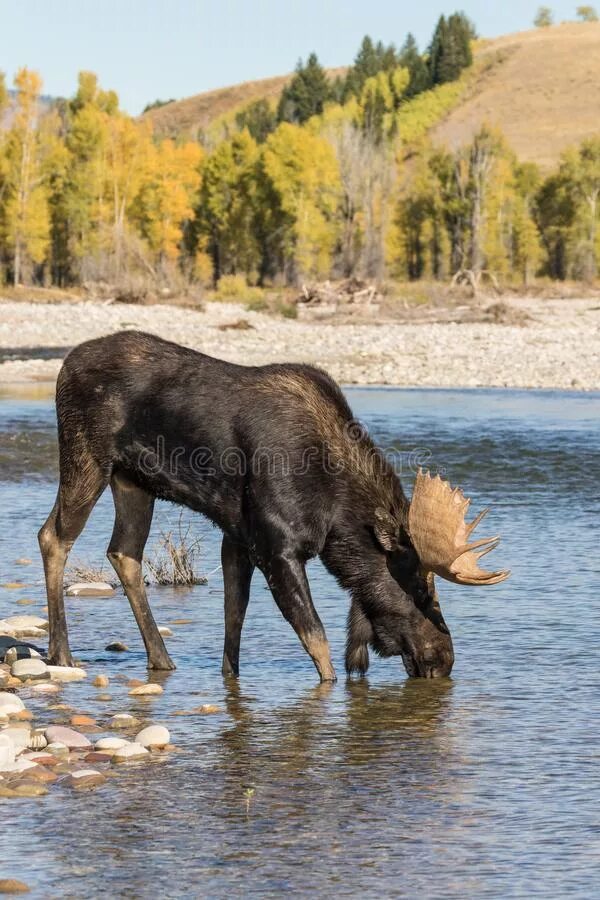 Лось пьет воду. Лось на водопое. Река Лось. Лось в воде.