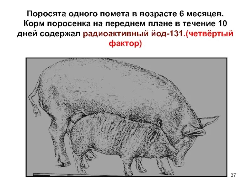 Пропала свинья. Йод 131. Радиоактивный йод 131. Чернобыль радиоактивный йод.