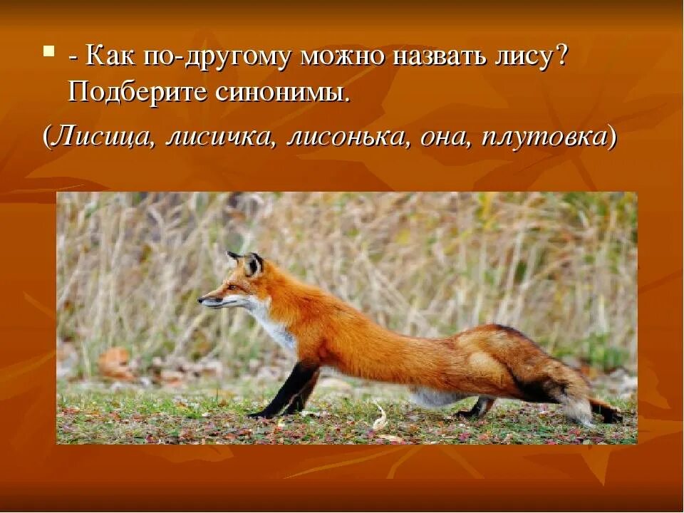 Как зовут лису. Сочинение описание про лису. сочинение про лисичку. лису для 2 класса. сочинение про лису 2 класс.