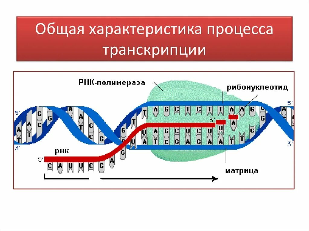 Процесс транскрипции. Транскрипция биология. Процесс транскрипции в биологии. Характеристика процесса транскрипции. Описание процесса транскрипции