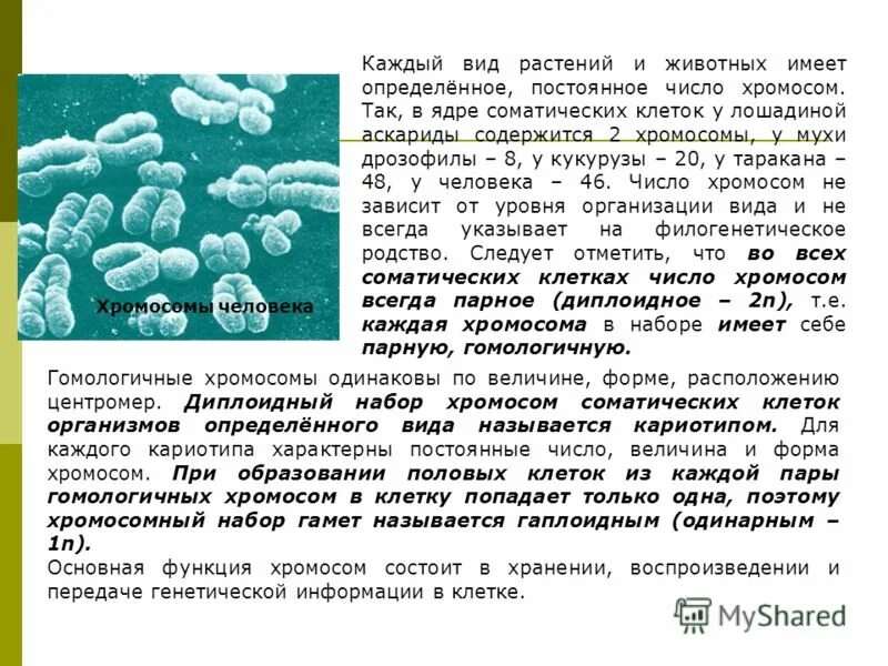 Хромосомы в соматических клетках. Набор хромосом в ядерных клетках. Почему хромосомы разные.