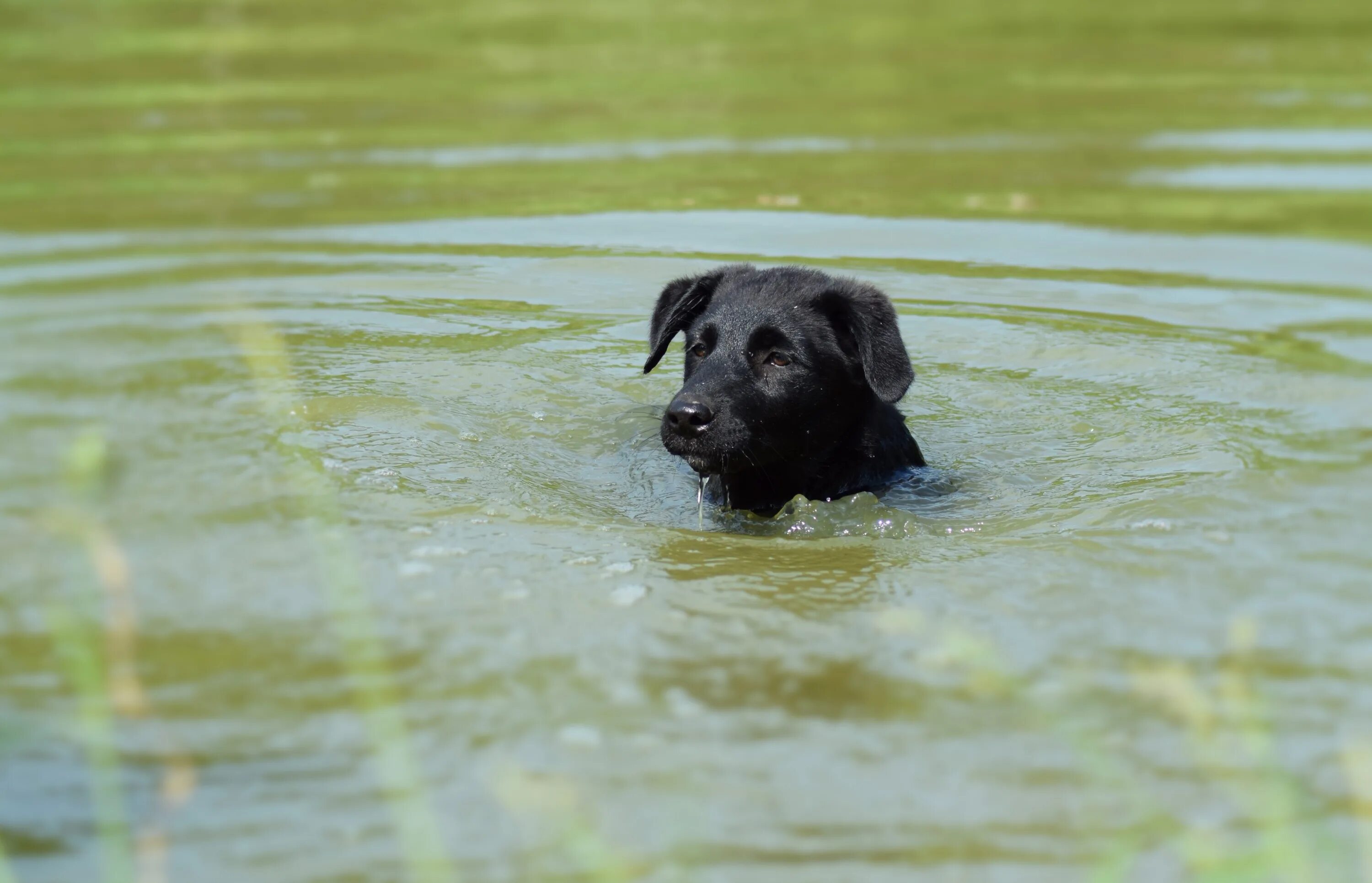 Вода щенки