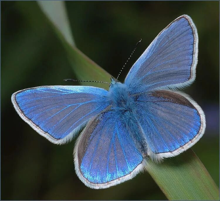 Голубянка дивина. Бабочка голубянка. Как выглядит голубянка. Голубянка аргали бабочка. Бабочка голубянка орион.