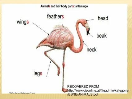 Parts of animals body