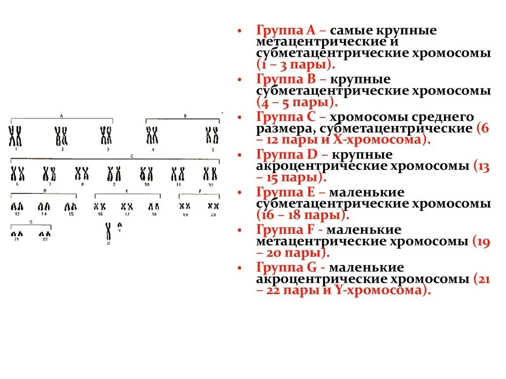 Характеристики хромосом человека. Метацентрические хромосомы субметацентрические. Метацентрические хромосомы человека. Крупные акроцентрические хромосомы. Крупные метацентрические хромосомы.