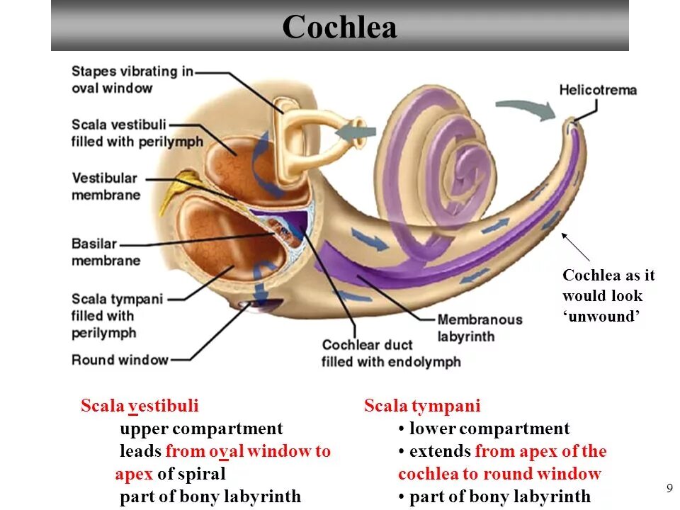 Scala перевод. Cochlea анатомия. scala vestibuli анатомия. cochlear duct. cochlea латынь.