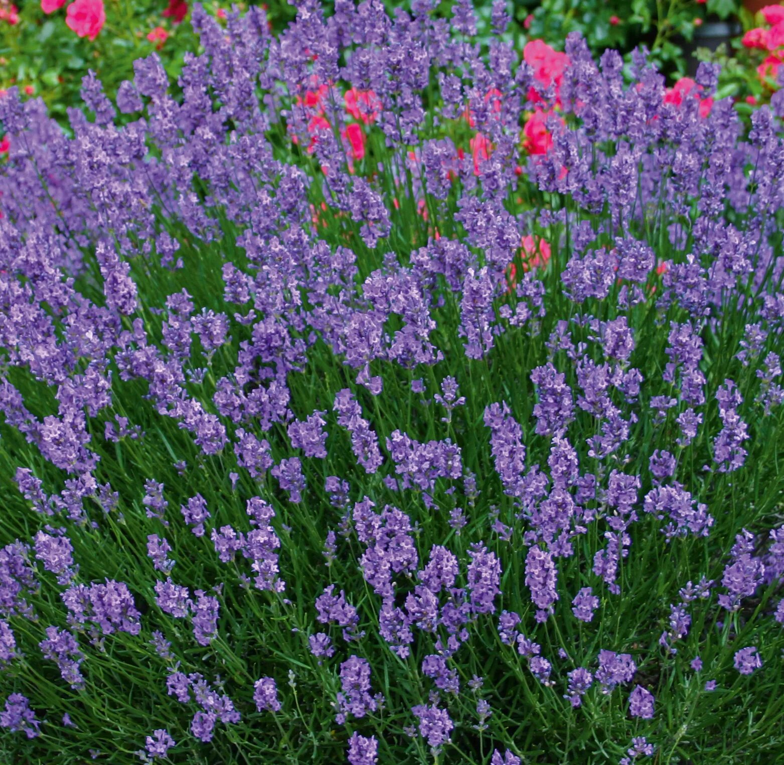 Лаванда узколистная (lavandula angustifolia). Лаванда angustifolia hidcote. Лаванда узколистная хидкот. Лаванда hidcote blue. Лаванда узколистная hidcote.