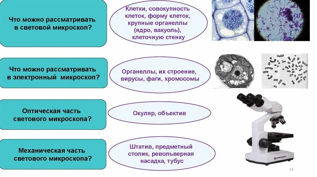 В световой микроскоп хорошо видны органоиды