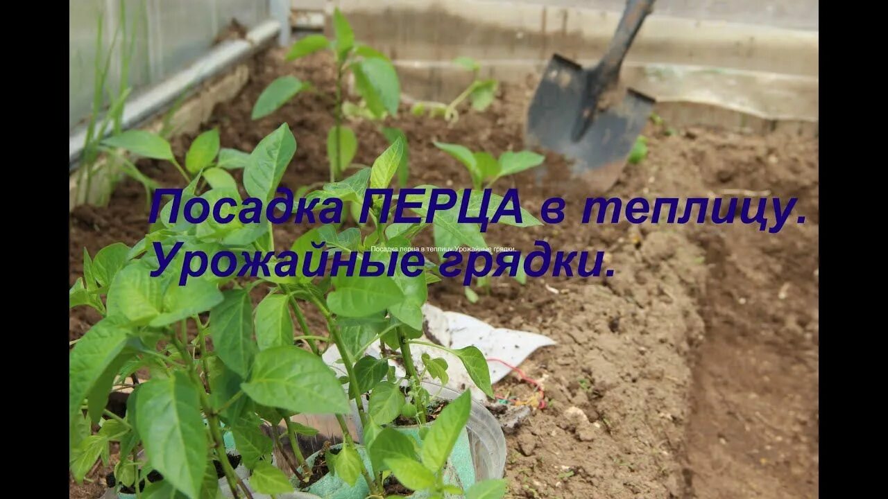 Сад огород своими руками подкормка перца. Рассада перцы в огороде. рассада перцев в теплице. посадка перца. рассада перца в парнике.