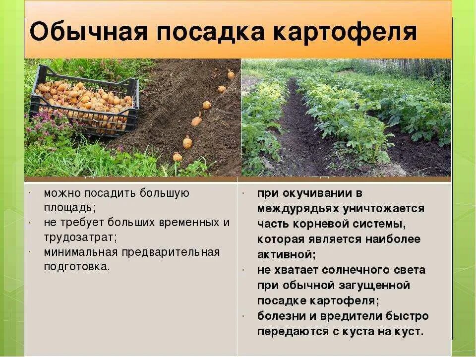 Глубина посадки картофеля. Порядок посадки картофеля. Технология посадки картофеля. Способы и средства посадки картофеля.