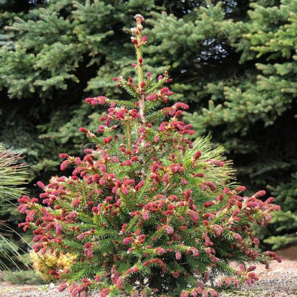 Купить хвойные недорого. Ель обыкновенная Rydal. Picea Abies Acrocona. Ель Picea Abies. Ель обыкновенная Акрокона.