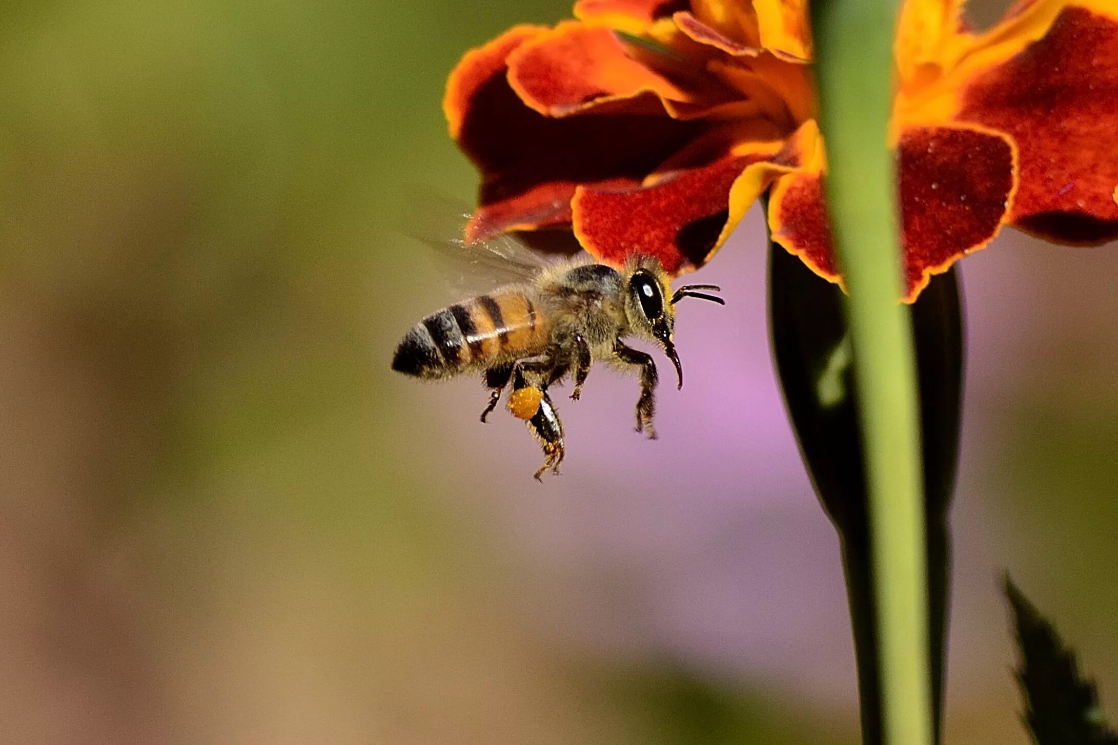 Большое жужжание. Опыление пчелами. Крымская пчела. Пчелы опыляют растения. Пчела опыляет.