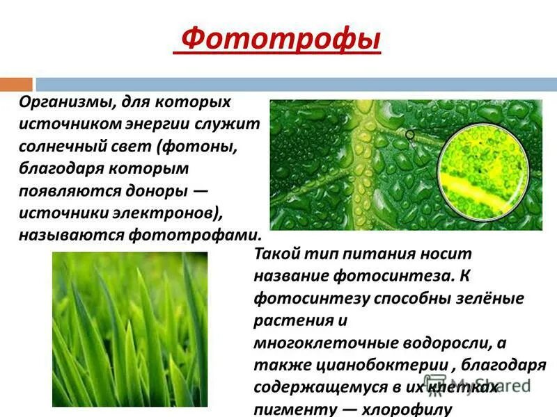 Тип питания фототрофы. Типы питания микроорганизмов фототрофы. Бактерии фототрофы представители. Фототрофные организмы.