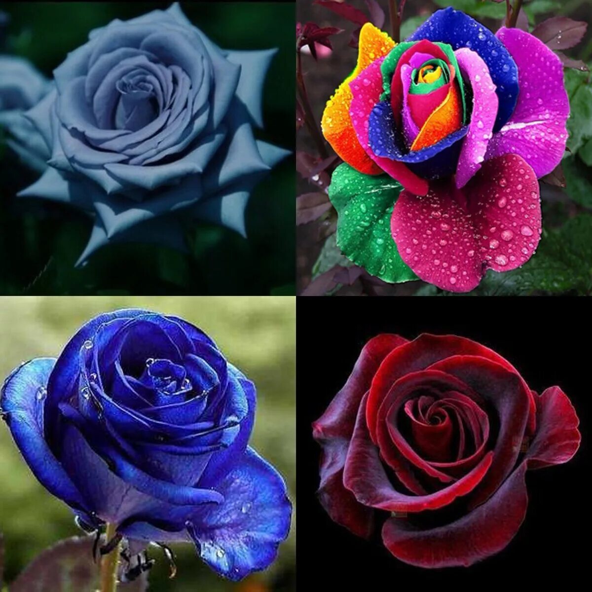 Розы разного цвета. Необычные сорта роз.