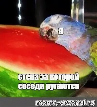 Можно ли попугаям арбуз и дыню. Можно ли попугаям арбуз и дыню