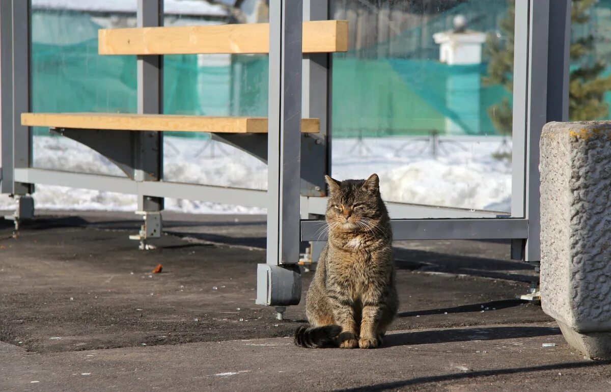 Кот на остановке. Котенок на улице. Кот на автобусной остановке. Ждущий котик на улице. Звери остановились