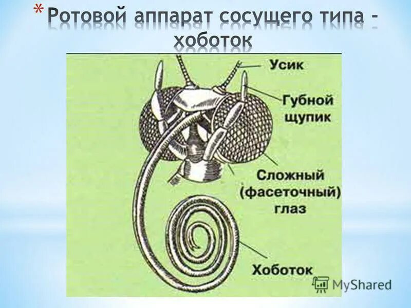 Строение ротового аппарата бабочки. Ротовой аппарат бабочек чешуекрылых. Какой тип ротового аппарата у бабочек. Какой тип ротового аппарата у бабочек. Сосущий ротовой аппарат бабочки строение.