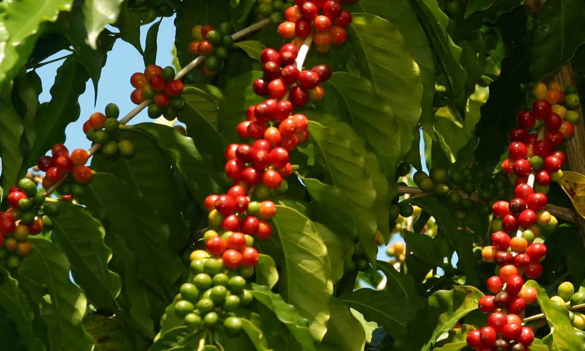 Кофе Аравийский дерево. Кофе Аравийское растение. Кофейное дерево Аравийское. Coffea Arabica дерево. Кофе аравийский растение