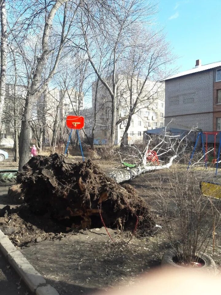 Упала на березку. Упавшая береза. Береза упала. Дерево обрушилось на детскую площадку. Береза на детской площадке.