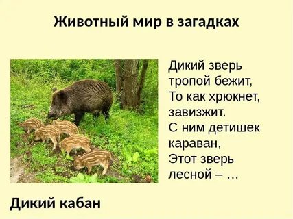 Дикий ответы
