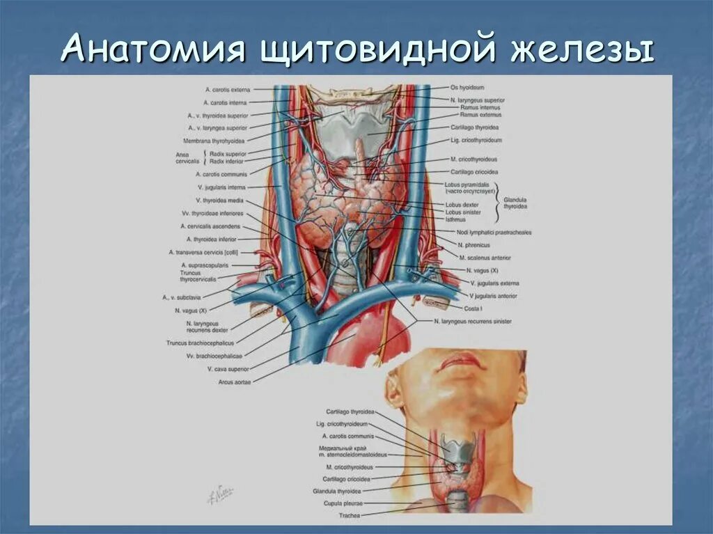 В какую систему входит щитовидная железа