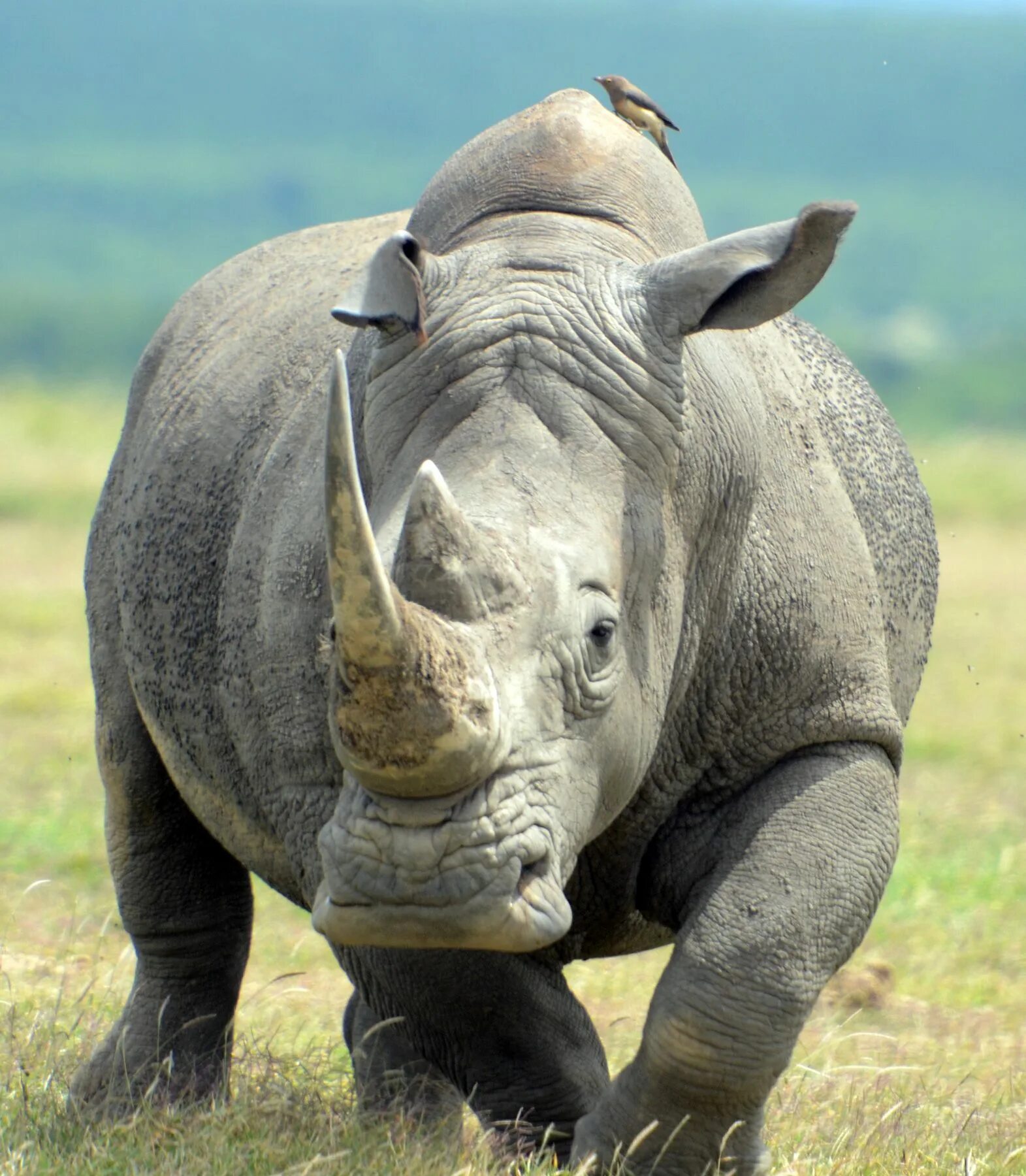 Animals en. Килагуни носорог. Белый носорог. Мощный носорог. Изображение носорога.