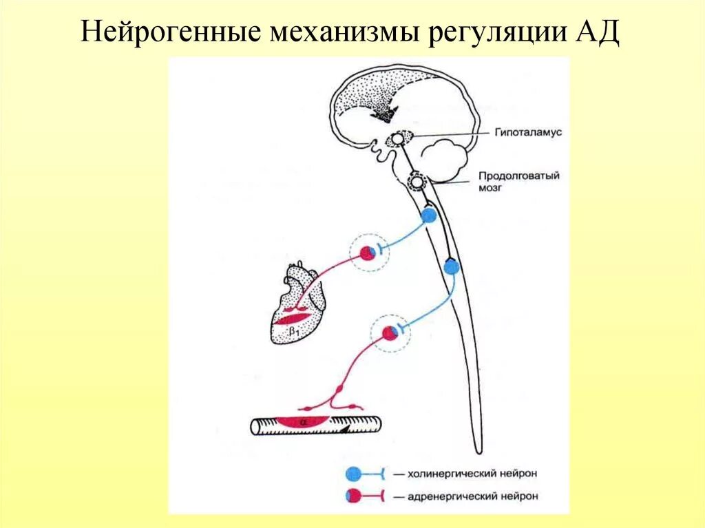 Механизм рефлекторной дуги. Барорецепторный механизм регуляции ад. Рефлекторная дуга саморегуляции артериального давления. Рефлекторная регуляция артериального давления физиология. Где расположен безусловно рефлекторной регуляции кровяного