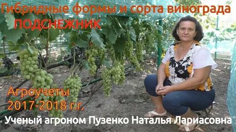 Виноград пузенко