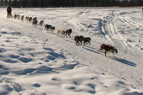 Sled race