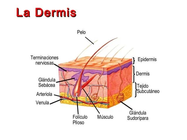 Дермис. New dermis производитель. New dermis косметика.