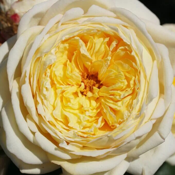 Сорт розы нельсон монфор. Шраб нельсон монфор. Нельсон монфор. Шраб нельсон монфор. Шраб нельсон монфор.