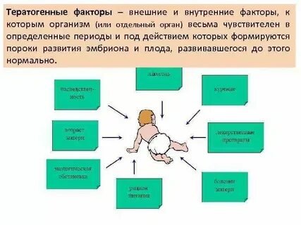 Влияние внешней среды на зародыш