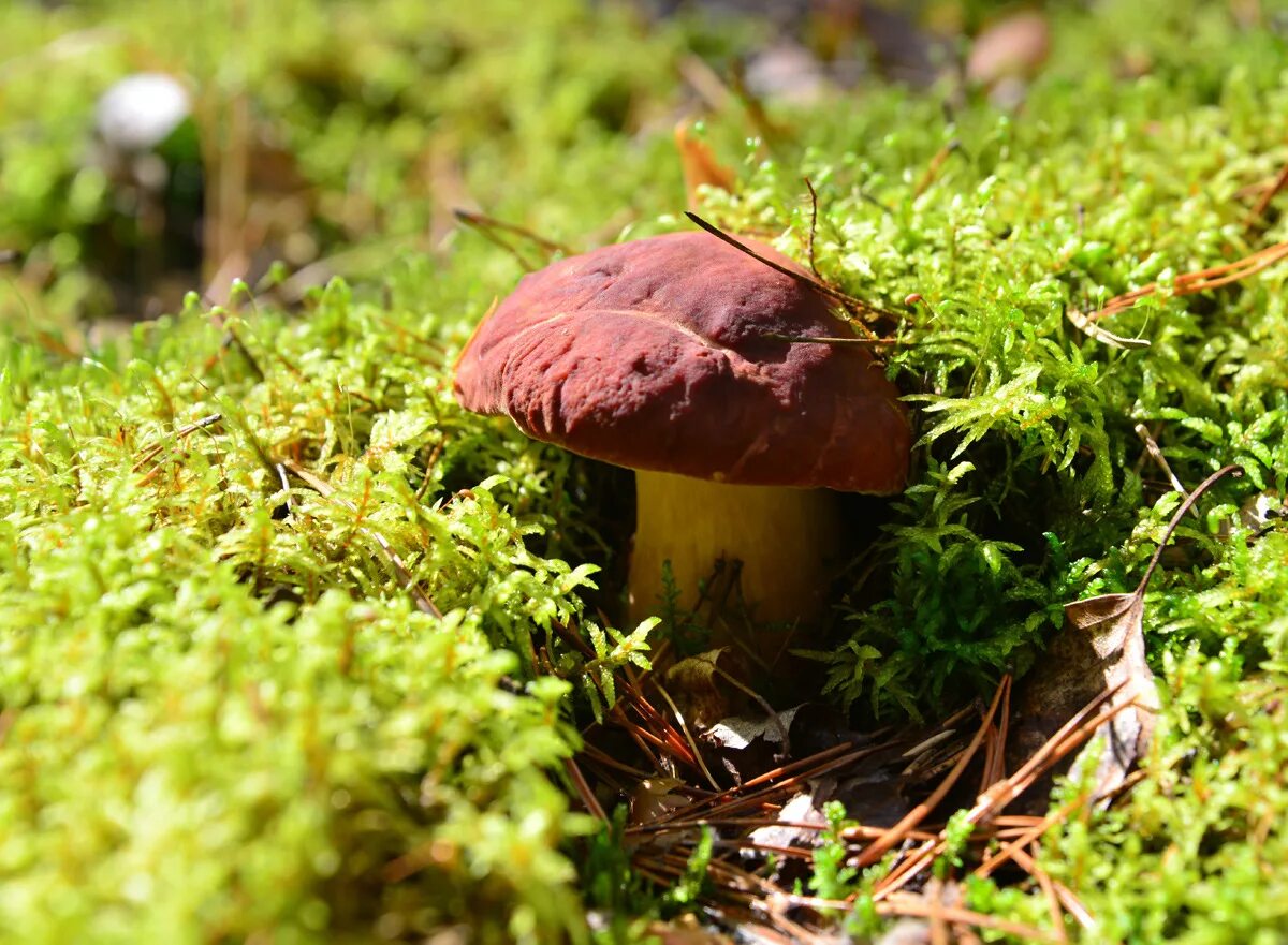 Грибы разные. Европейский день грибов. Европейский день грибов 25 сентября. День грибов картинки. Ой грибочки