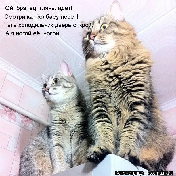 Шутки про программистов. Облобызать это. Песочница педобир. Иди посмотри что кошка на кухне. Апути непутю мем.