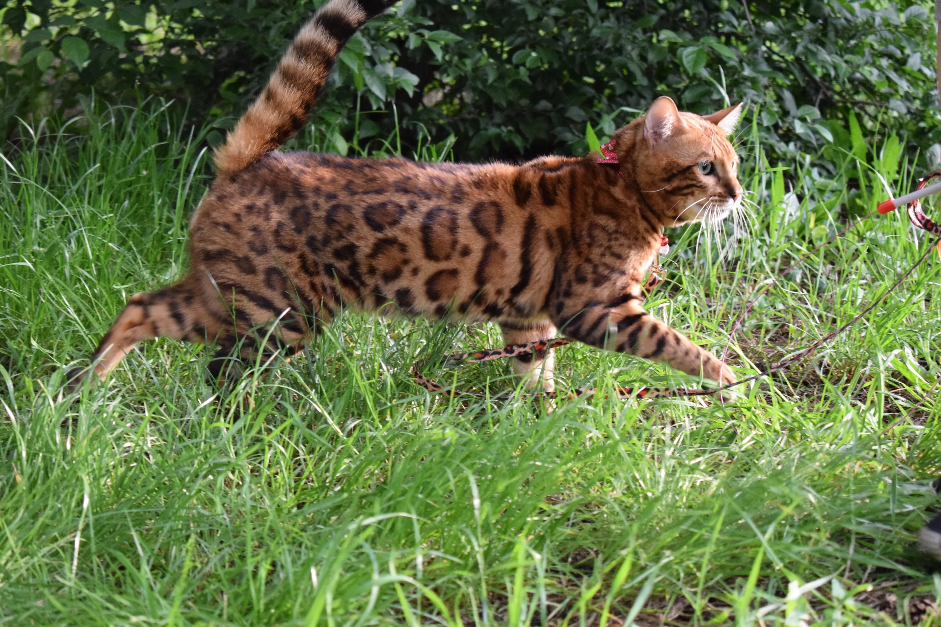 Стандарт породы бенгальской кошки. Бенгальская кошка. Бенгальский. Бенгалы котята. Кошки бенгальской породы.