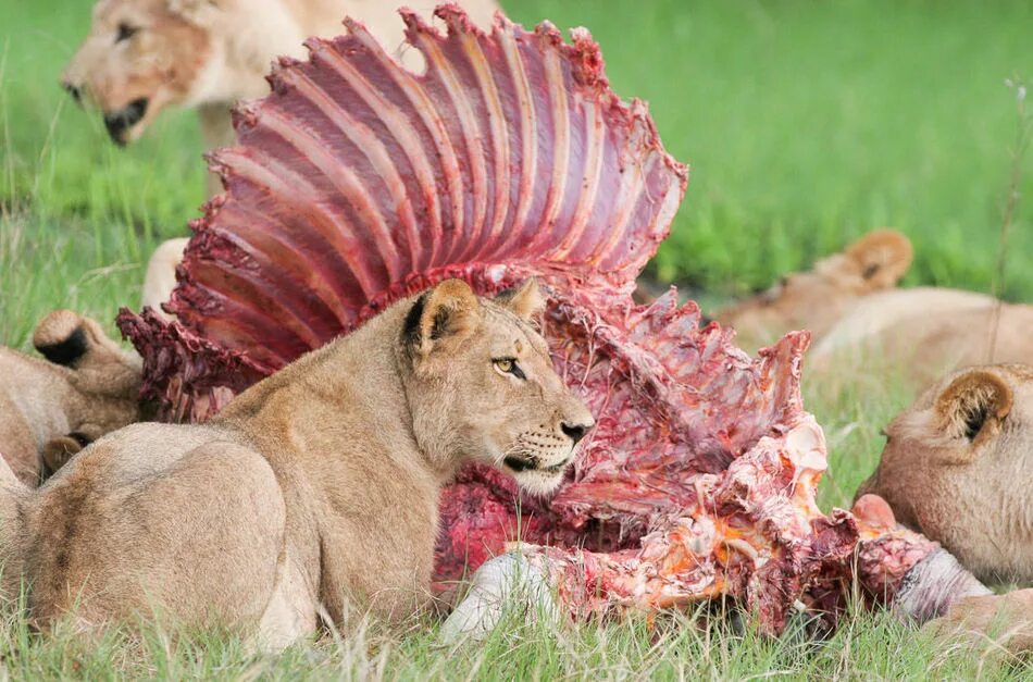 Переднеазиатский леопард с добычей. Переднеазиатский леопард охотится. Человек плотоядное животное. Нападающий амурский тигр. Животные нападают на людей.