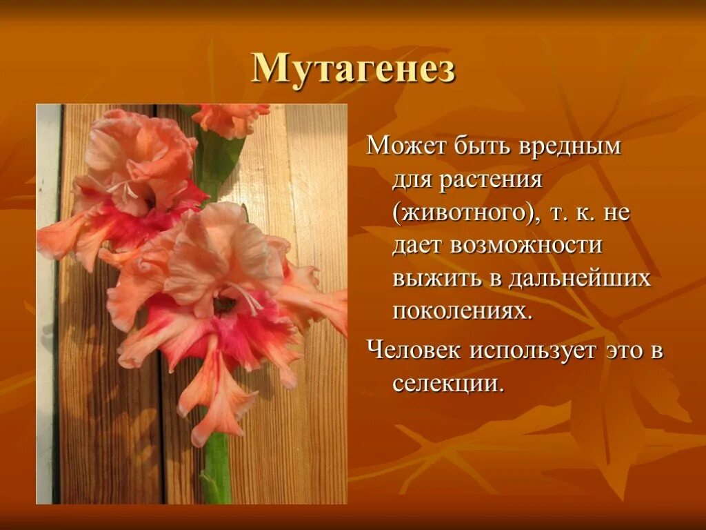 Мутагенез используется. Мутагенез. мутагенез у животных и растений. мутагенез в селекции животных. мутагенез в селекции растений.